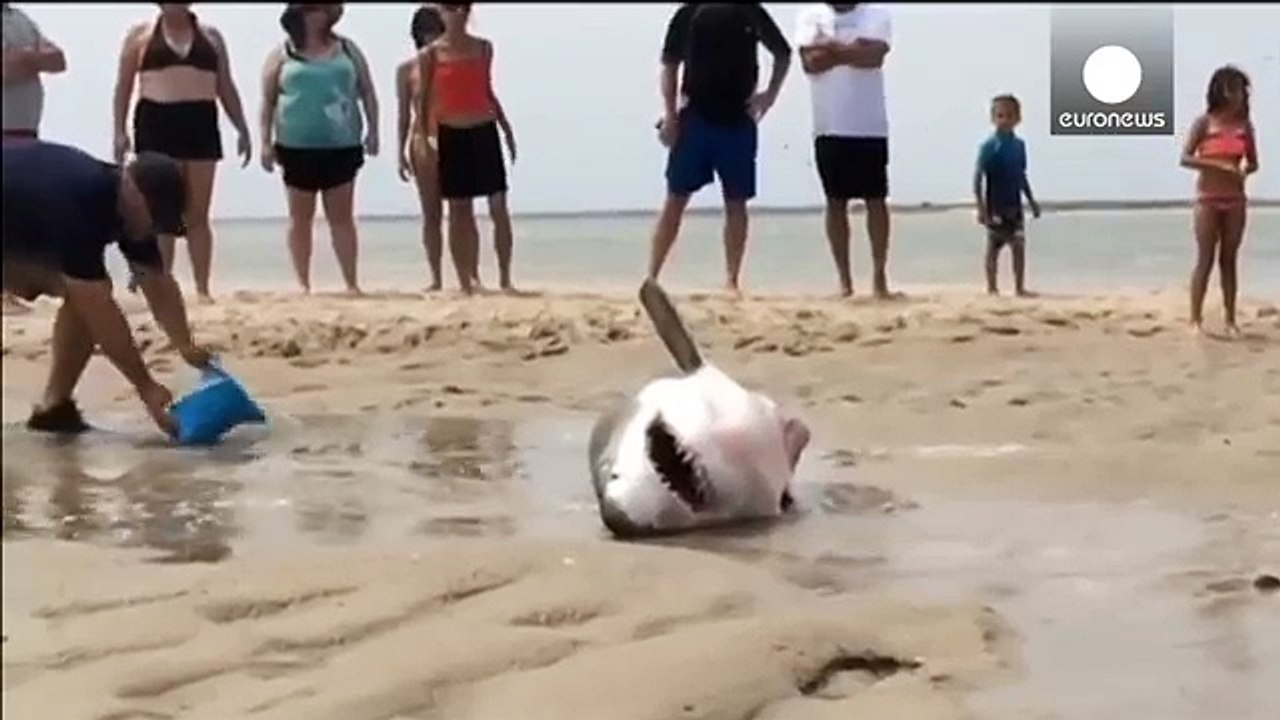 Que faire face à un requin blanc échoué vivant sur une plage???
