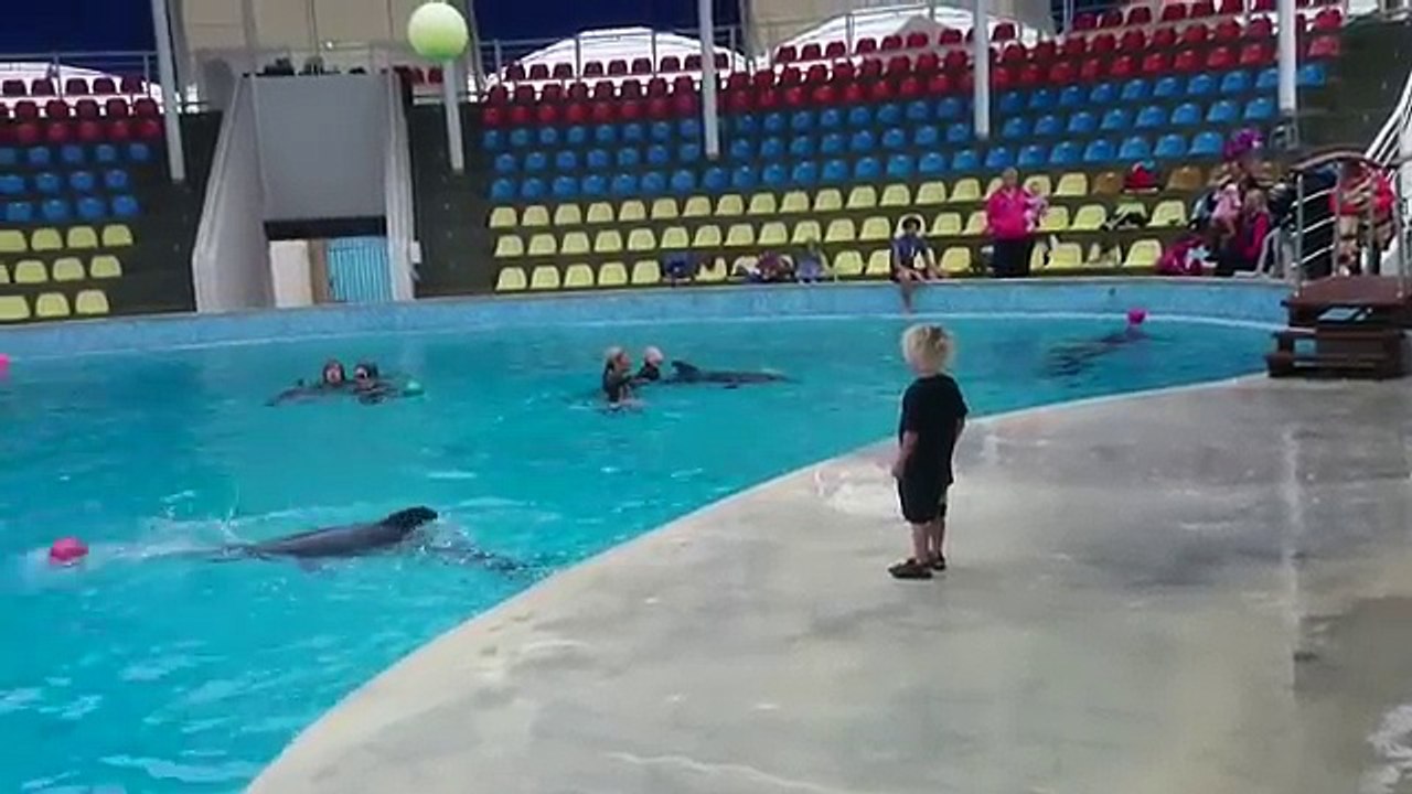 Un enfant joue au ballon avec un dauphin