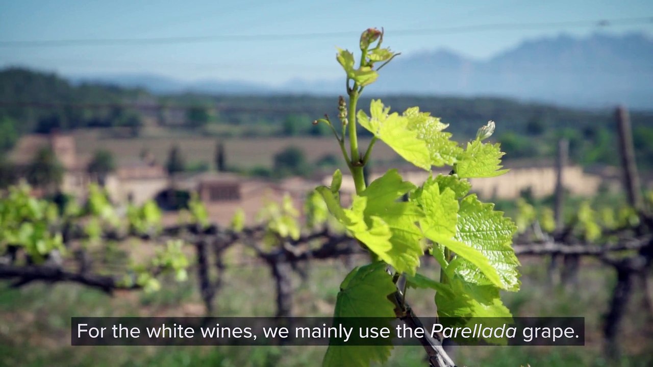 Spanish Wine Tasting