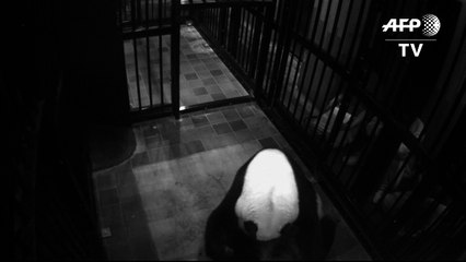 Nace un panda en el zoológico de Japón