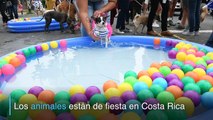 Costa Rica ya tiene ley contra maltrato animal