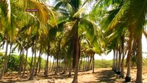 PLAYA, GARITA PALMERAS (ASI ES MI TIERRA)