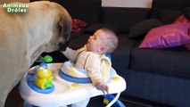 Bébés mignons jouent avec grands chiens