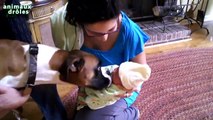 Les chiens et nouveaux nés pour la première fois