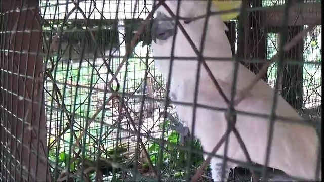 GPSK Gloria Sintang - Natalan - Bukit Kelam 7 (2016)