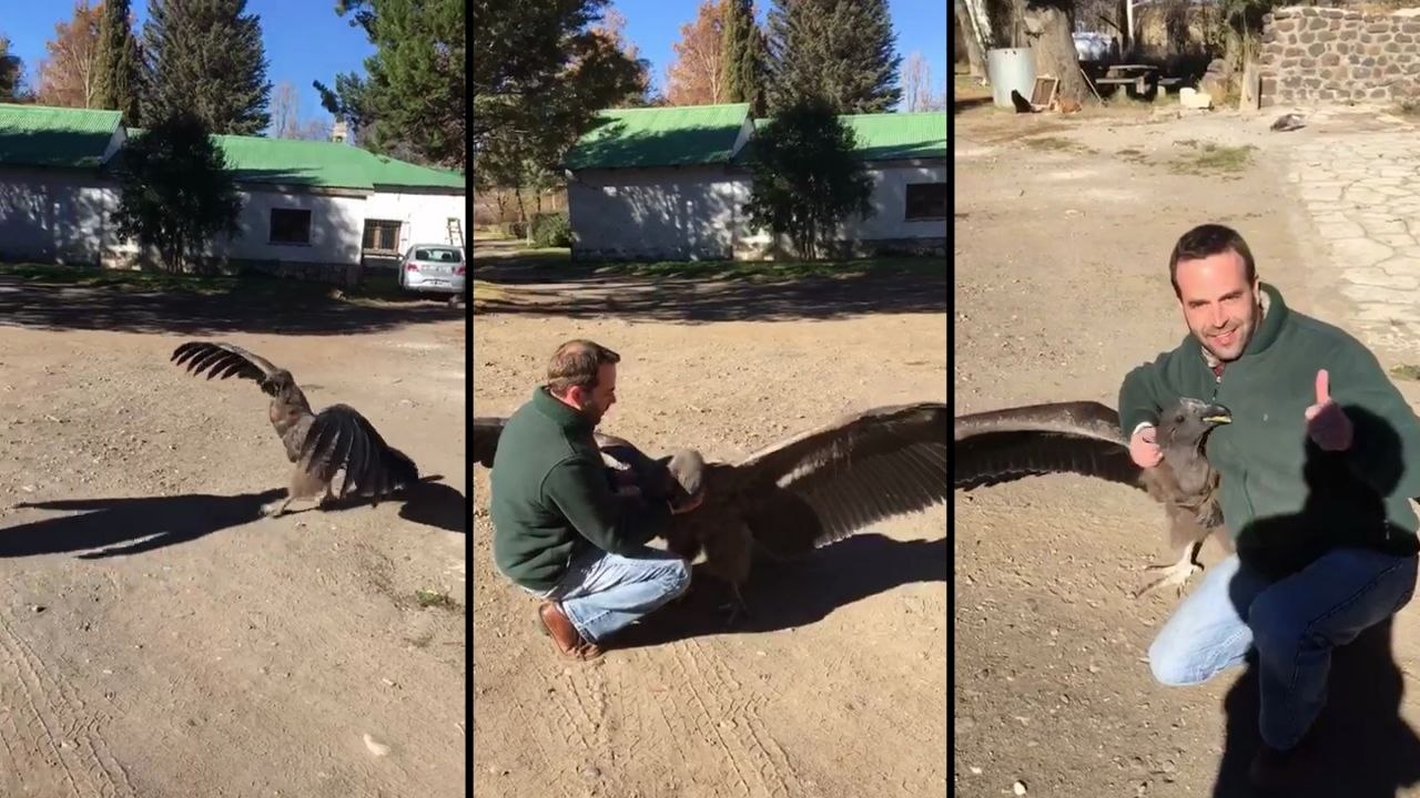 Un condor vient dire bonjour à l'homme qui l'a sauvé quand il était bébé