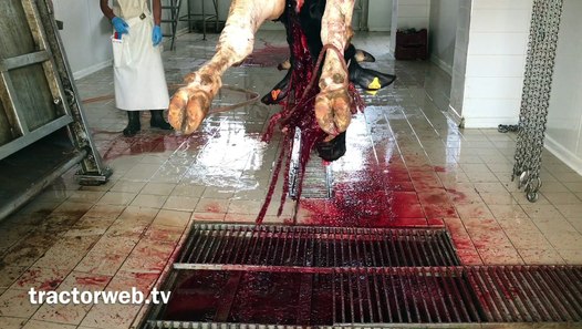 Ege et kesim tesisleri Dailymotion Video