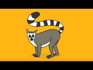 Apprendre à dessiner l'animal Maki de Mayotte