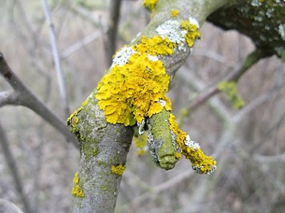 Maladie génitale : qu'est-ce qu'un lichen vulvaire ?