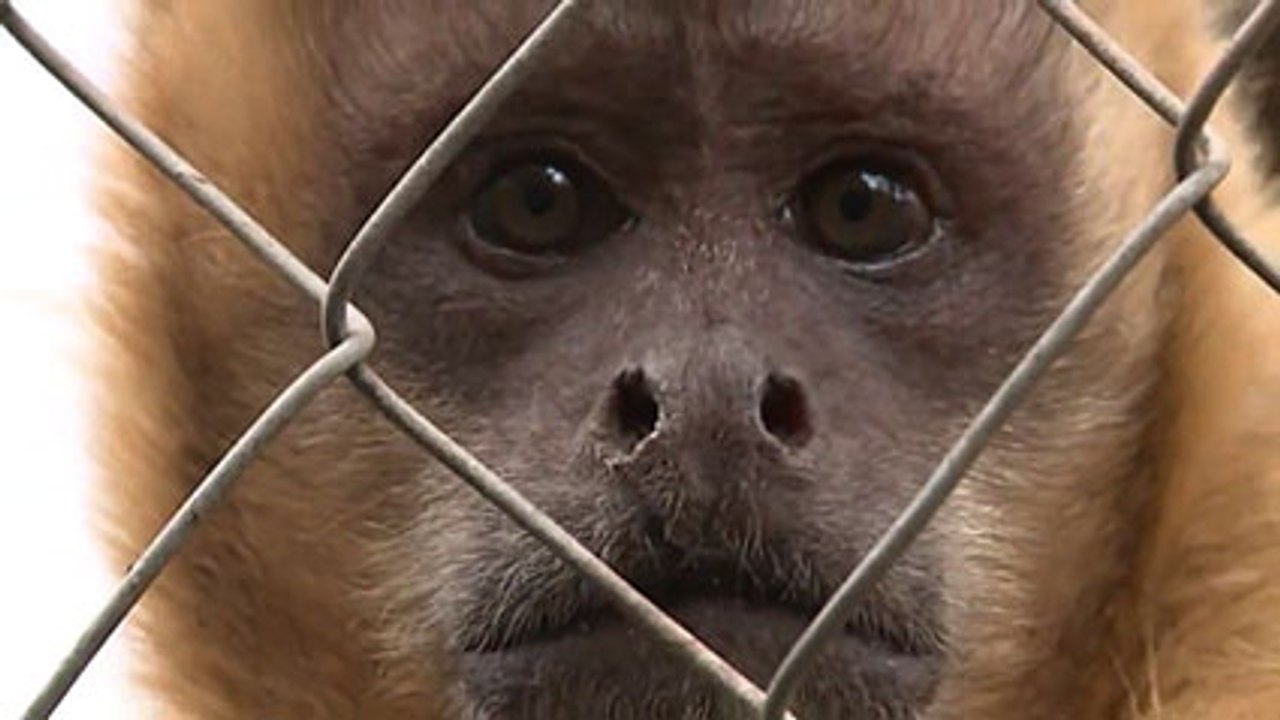 Monos alcohólicos se rehabilitan tras maltrato
