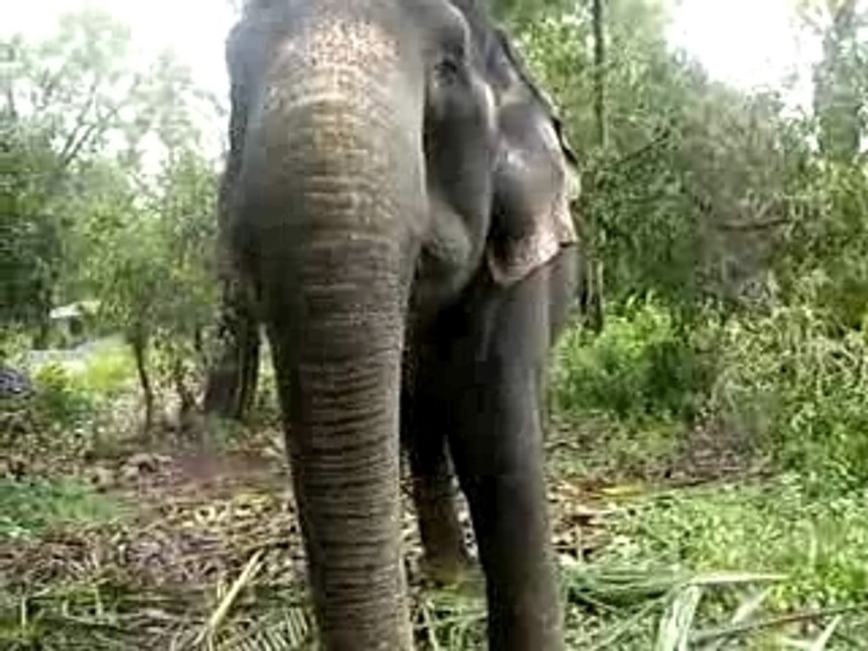 l'nelephant d'Emi