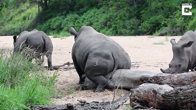 If you've got an itch! Hilarious moment rhino SCRATCHES his giant armoured behind against a tree trunk
