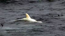 The white stuff Ultra-rare baby albino dolphin delights whale watchers as it playfully splashes around