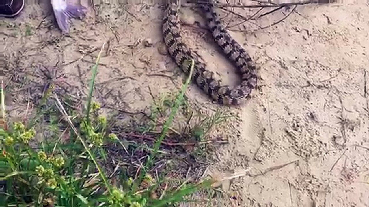 10-Year-Old Boy Reels in Catfish and Snake