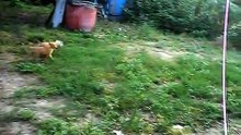 Crazy games of puppies of the American Staffordshire terrier and a street dog
