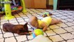 Cute Dogs and Babies Crawling Together - Adorable babies Compilatio