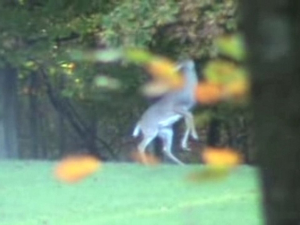 Buck Making Scrape