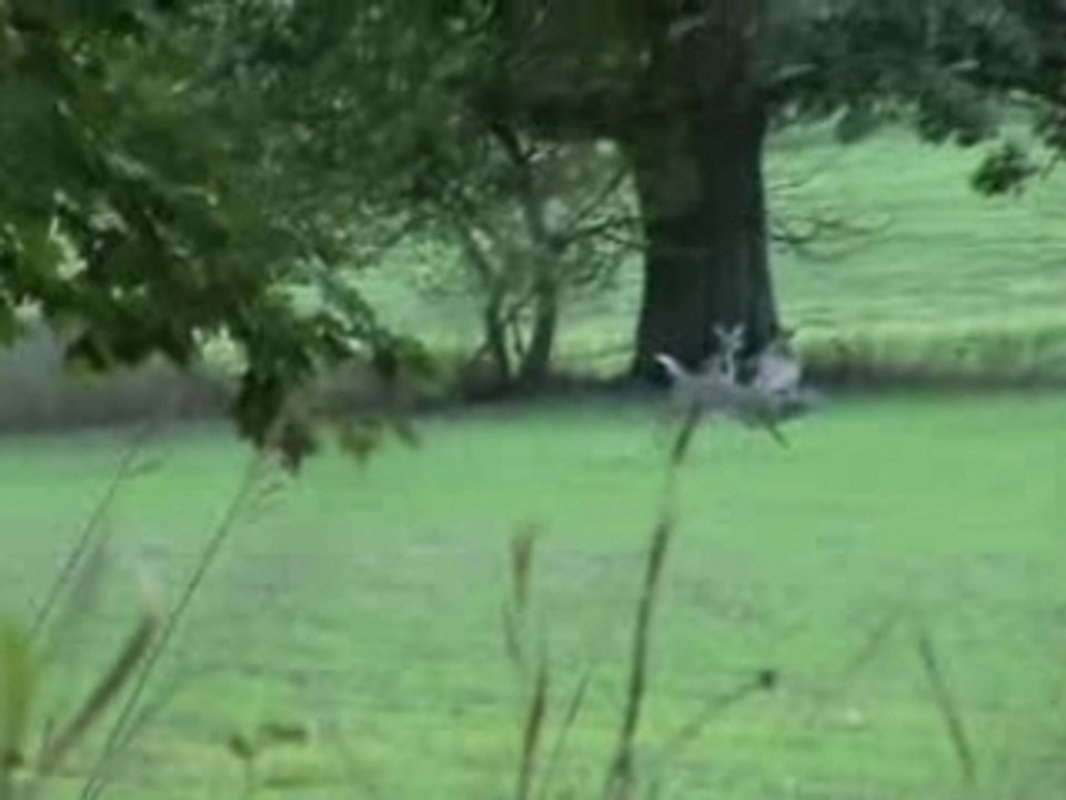 Buck checking does