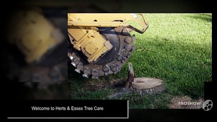 Stump Removal Hertfordshire