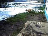 Puppy Central Asian Shepherd for the first time sees snow in April