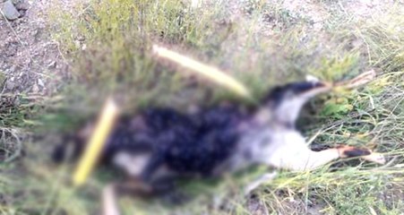 Ankara'da 2 Günde 10 Köpek Vahşi Şekilde Öldürüldü