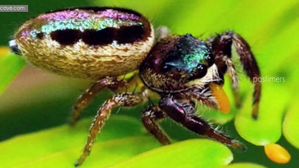 10 Rainforest Creatures That Defy Imagination