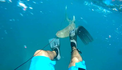Un plongeur se retrouve face à un requin