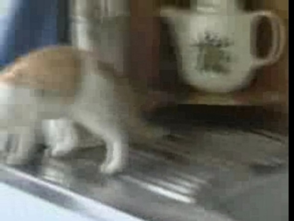 Le chat de Régis