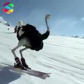 Ostriches are Skating