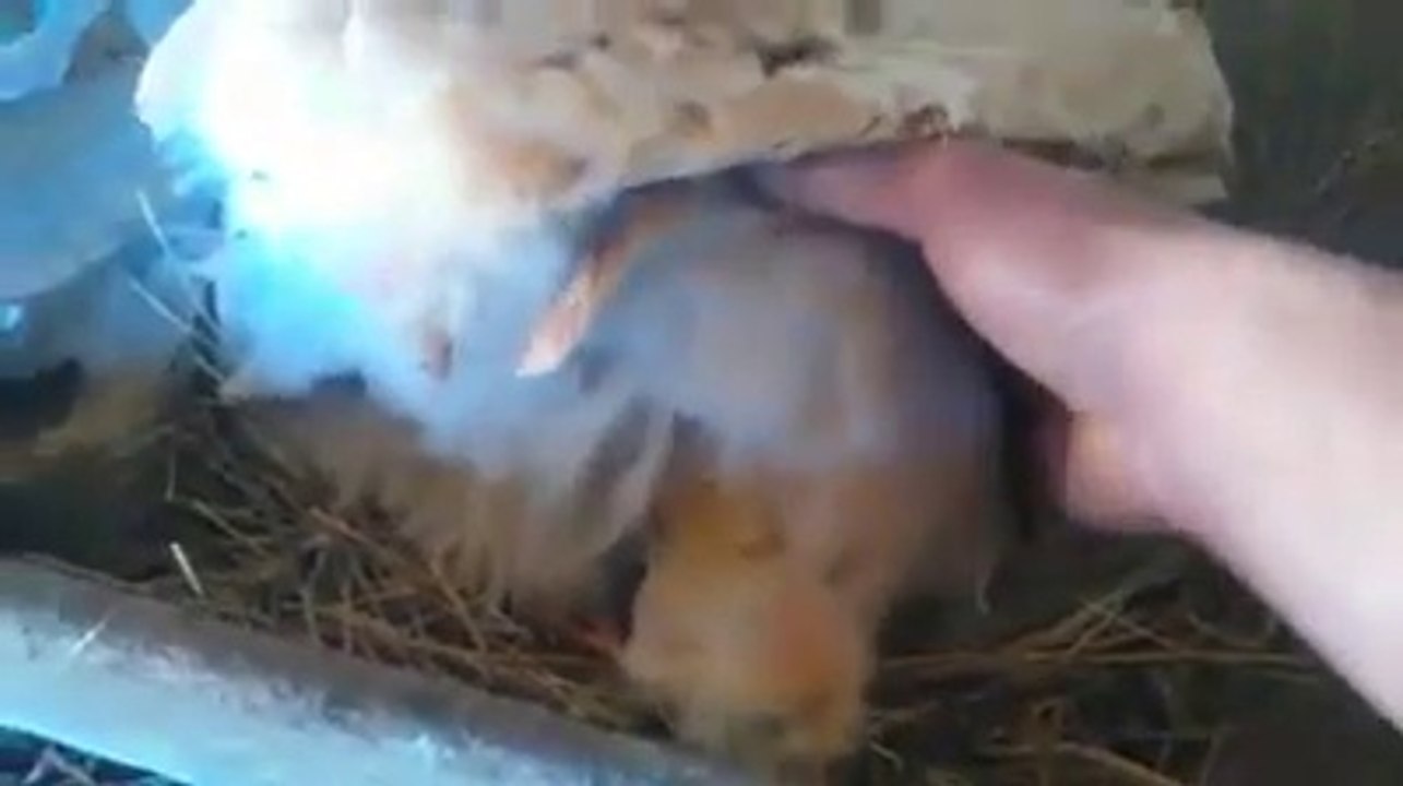 Good morning with my new baby wheaten araucana By Taimoor...