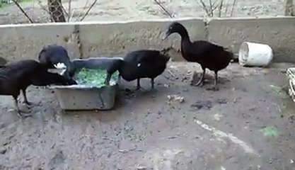 My Indian runner ducks eating grass in the water By Taimoor...