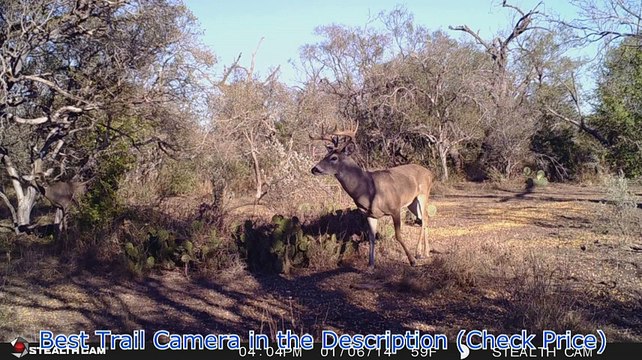 Stealth Cam G42 No-Glo Trail Game Camera Review