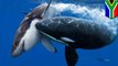 Hiu putih diburu oleh paus pembunuh - Tomonews