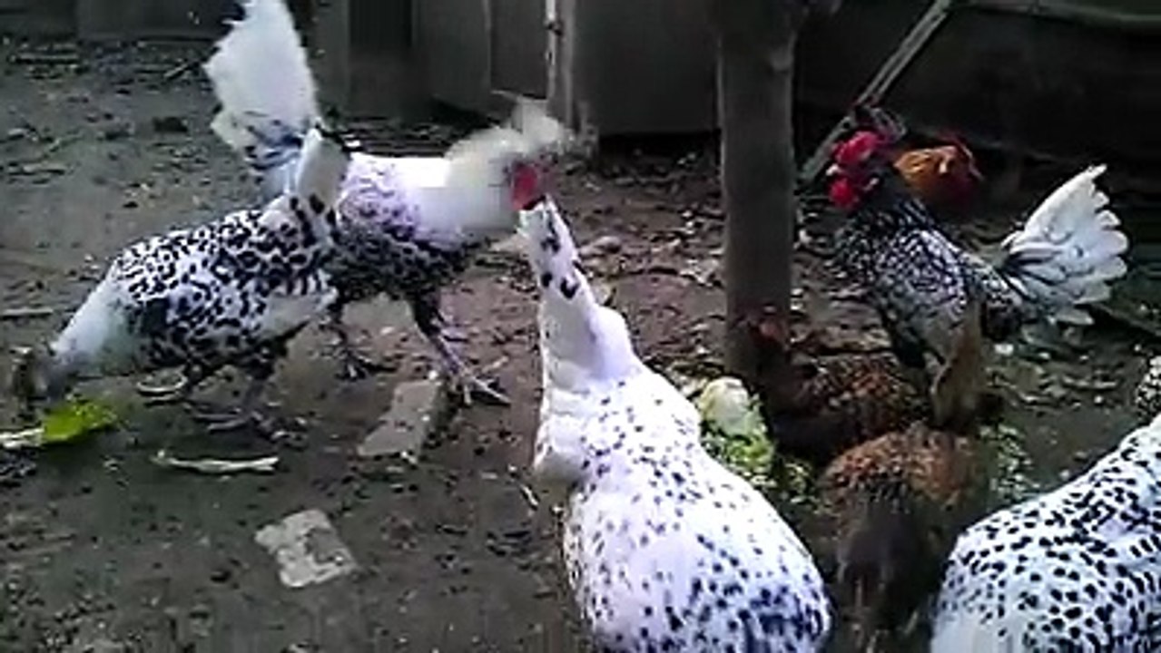 Chickens 5 By Taimoor...