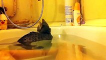 Funny Cats Enjoying Bath _ Cats That LOVE Water Compilationfrr