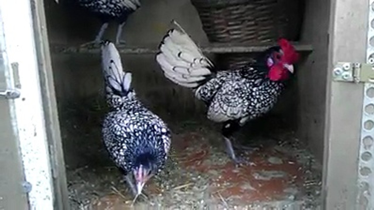 Silver Sebright Chickens 6 By Taimoor...