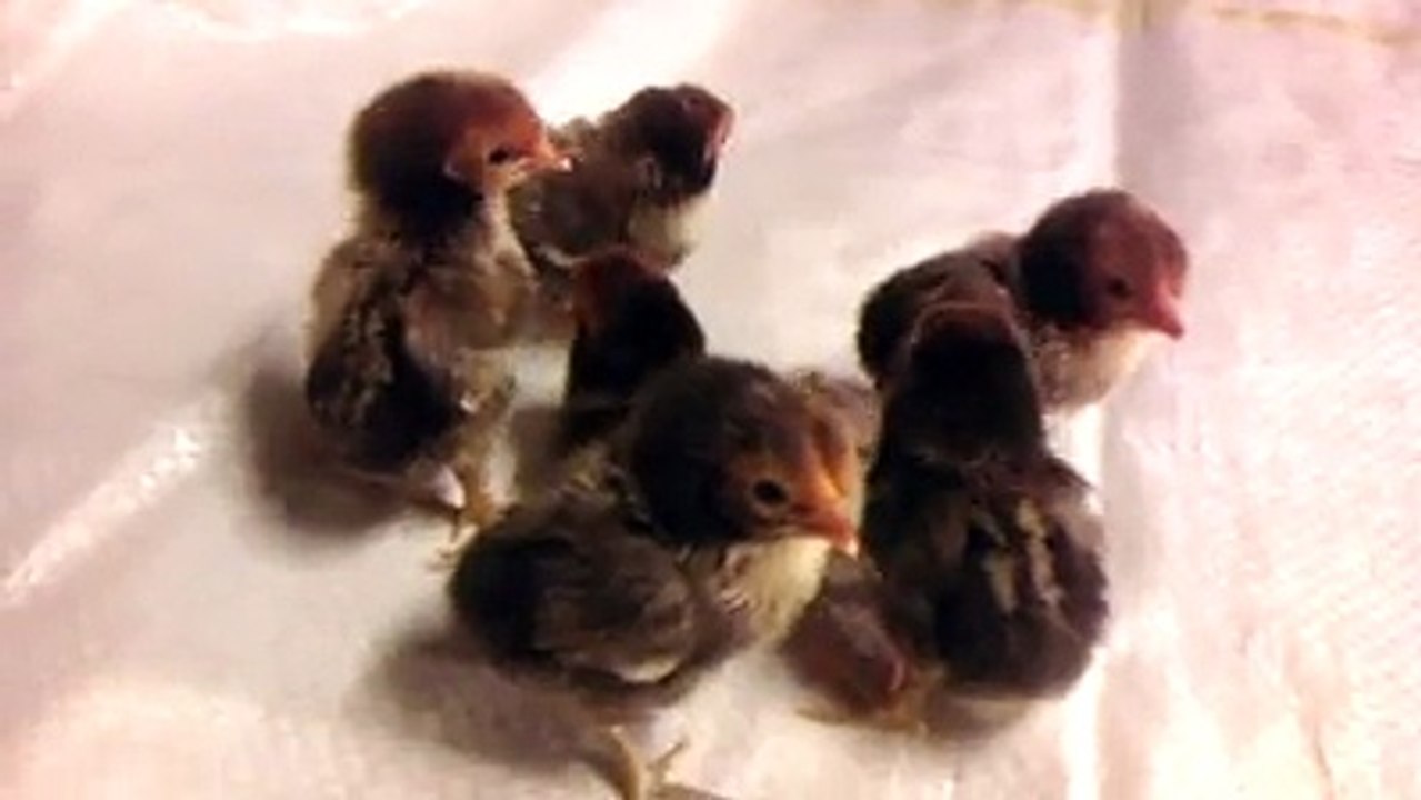 Golden sebright chicks 1 day old By Taimoor...