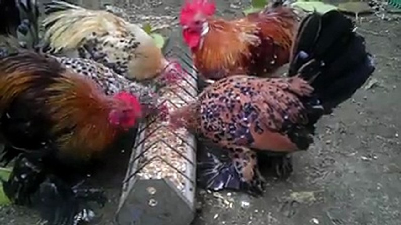 Chickens 9 By Taimoor...