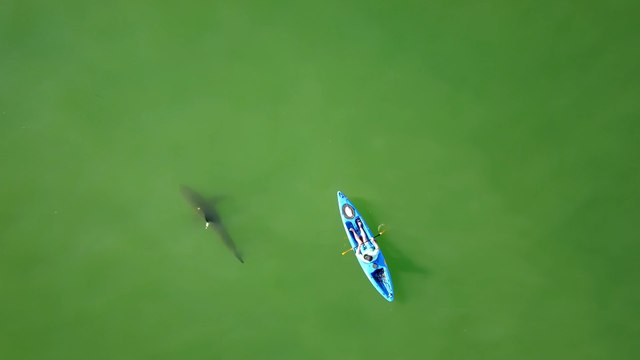 Marine Biologists Film Great White Sharks Circling Kayaks