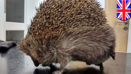 Hedgehog inflated to twice its size had rare case of balloon syndrome