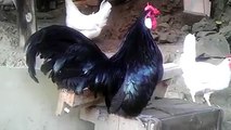 Little rosecomb rooster crowing By Taimoor...