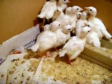 beyaz keklik yavruları white partridge 3 By Taimoor...