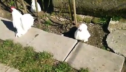 White buff bantum Chickens By Taimoor...