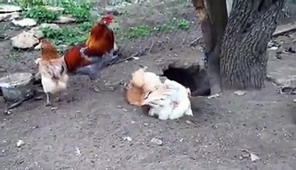 Araucana hens taking dust bath By Taimoor...