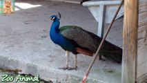 Peacock multicolor on farm animals - Farm animal video for kids