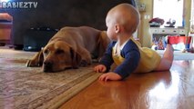 Cute Dogs and Babies Crawling Together - Adorable babies Compila