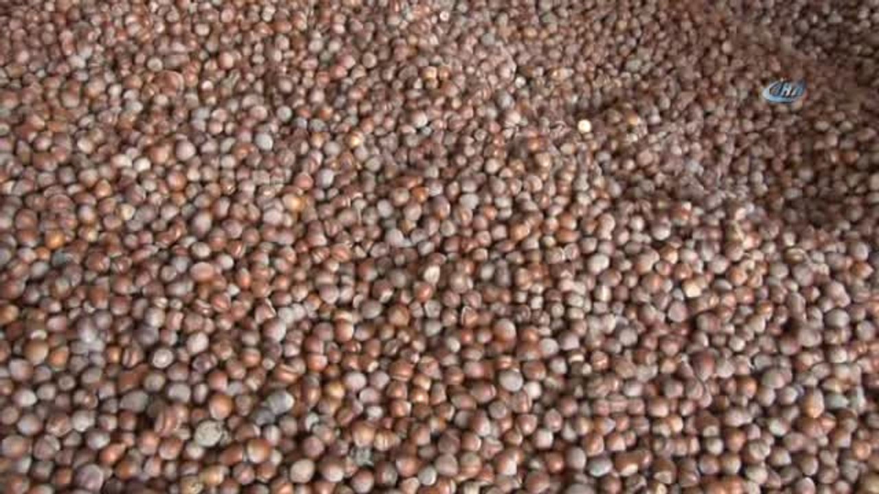 Ulusal Fındık Konseyi Yönetim Kurulu Üyesi Levent Şahin Başaran: "Tarım Bakanlığı Külleme Hastalığı...