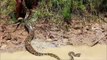 Niños camboyanos juegan con una serpiente anaconda