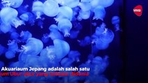 Akuarium Ubur-ubur Terbesar di Dunia