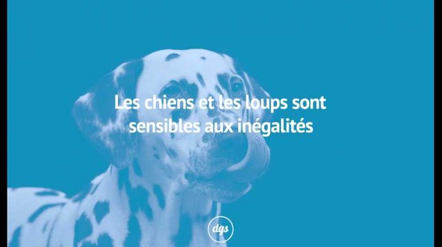 Les chiens et les loups sont sensibles aux inégalités